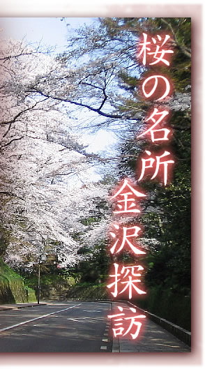 桜の名所　金沢探訪
