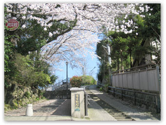 卯辰山公園桜