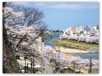 金沢犀川・桜橋付近