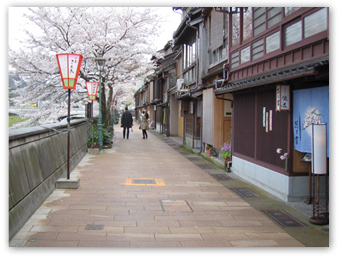 主計町茶屋街の桜並木