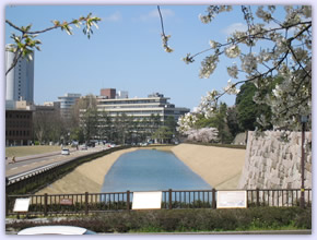 金沢城公園　桜